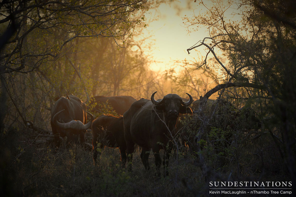 Buffalo Herd Buffalo Herd