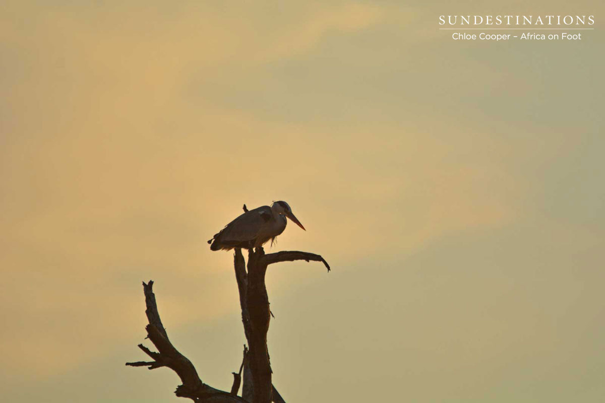 Grey Heron Grey Heron