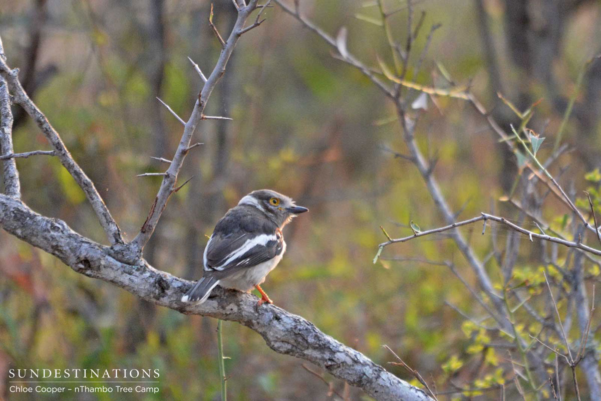 White Crested Helmet Shrike White Crested Helmet Shrike