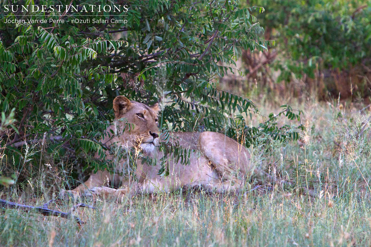 River Pride Lioness River Pride Lioness