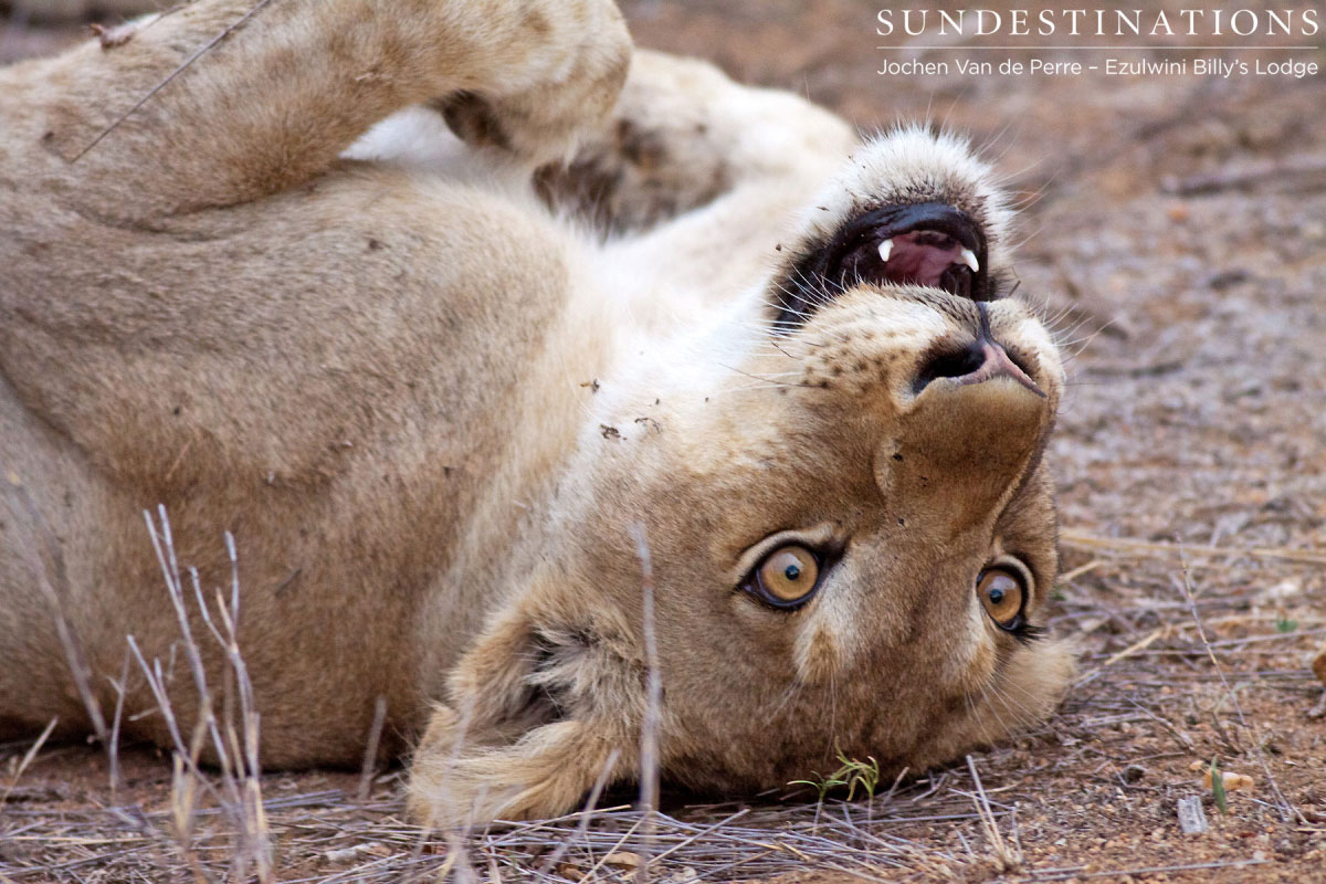 Cub from Olifants West Pride Cub from Olifants West Pride