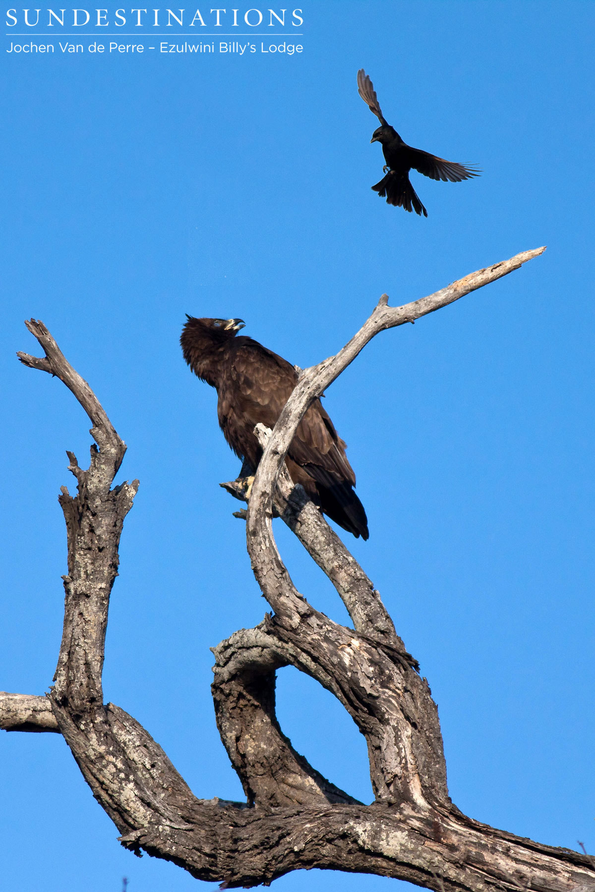 Wahlberg's Eagle Wahlberg's Eagle