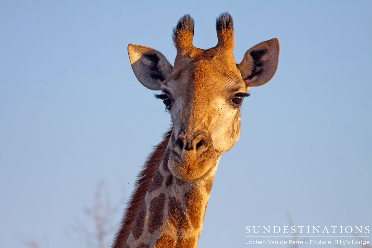 Giraffe Ezulwini Game Lodges