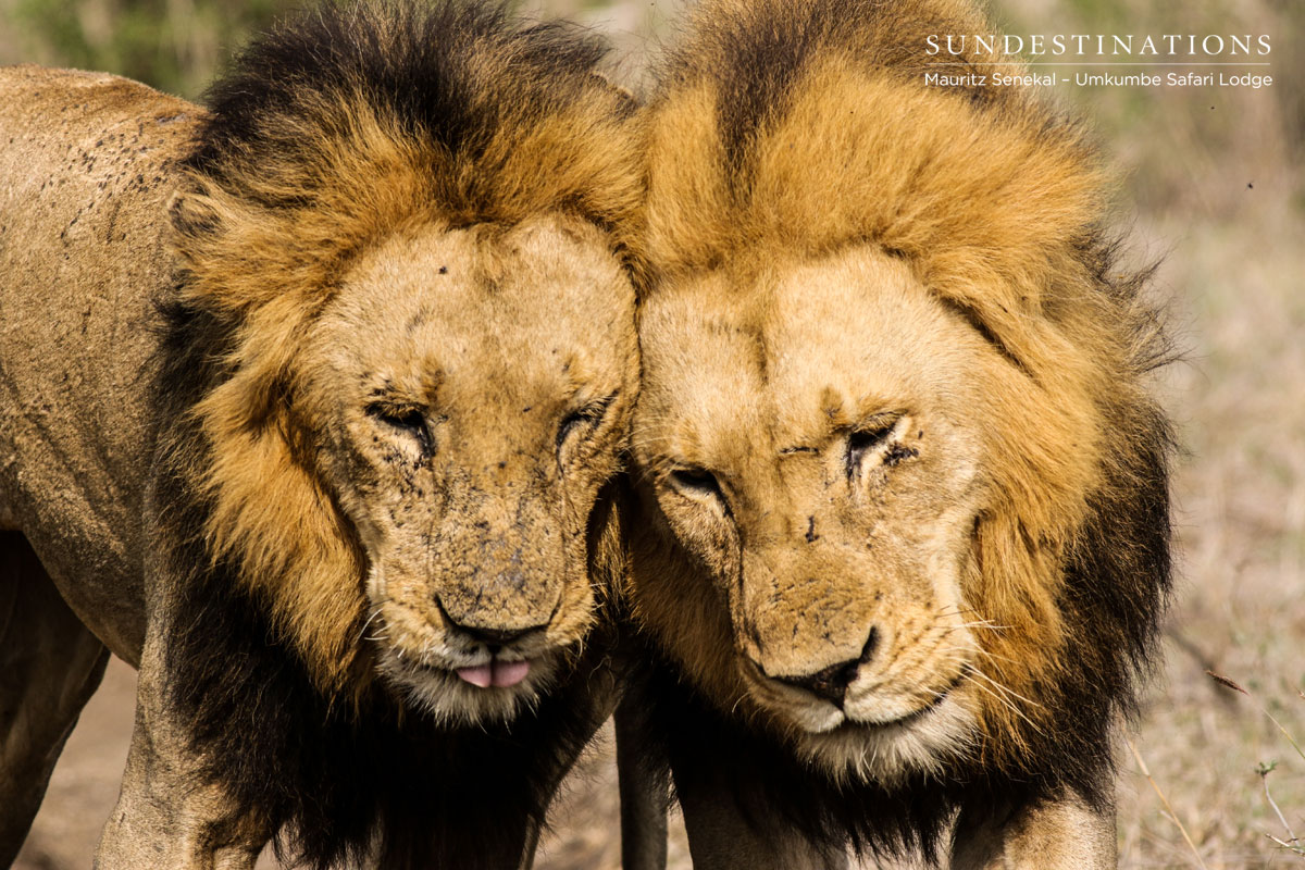 KNP & Solo Male Lion