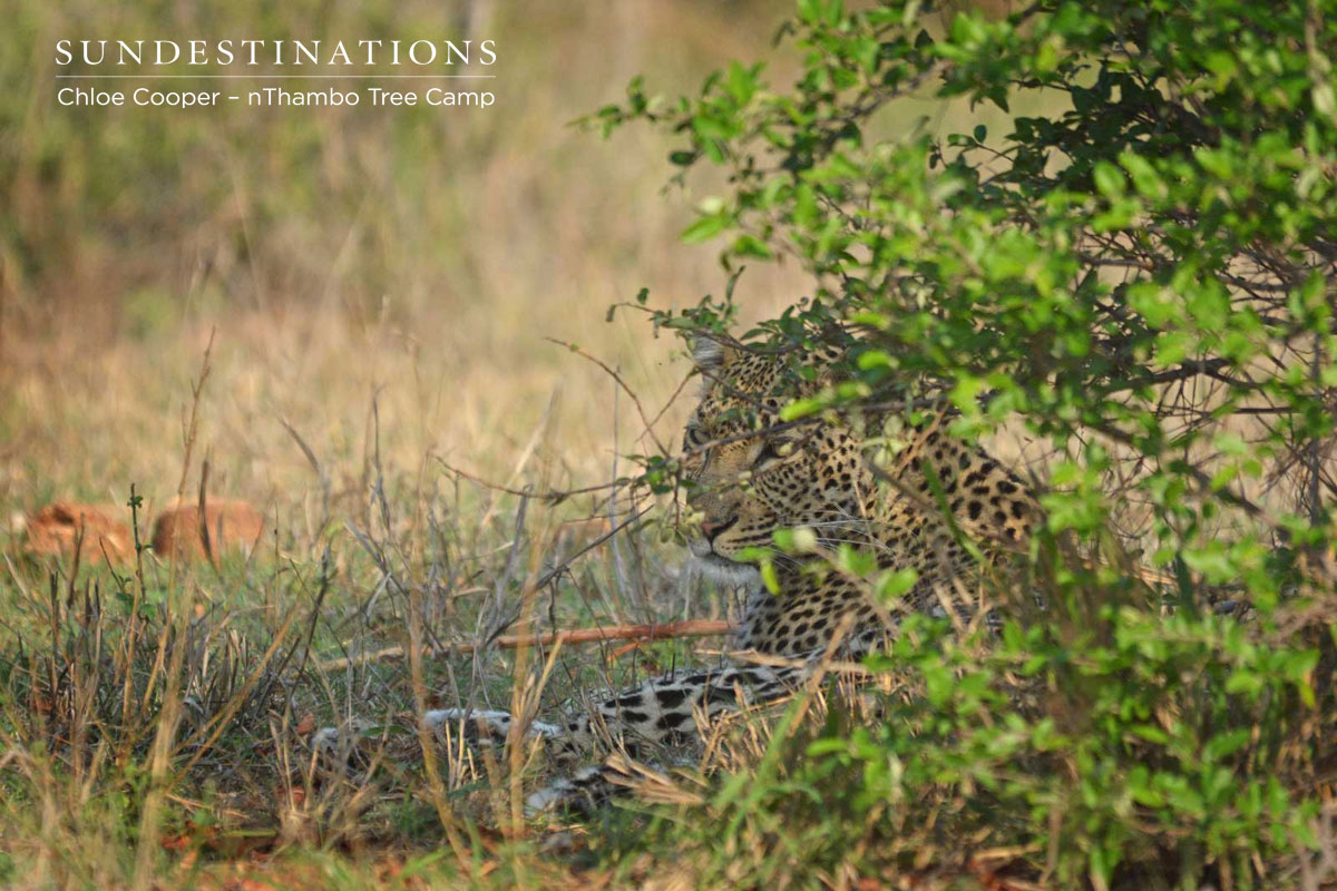 Relaxed Leopard nThambo