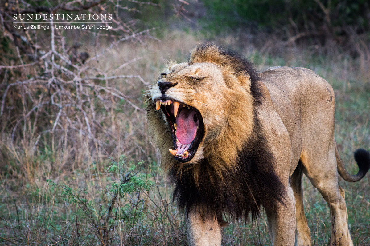 Matshapari Male Lion