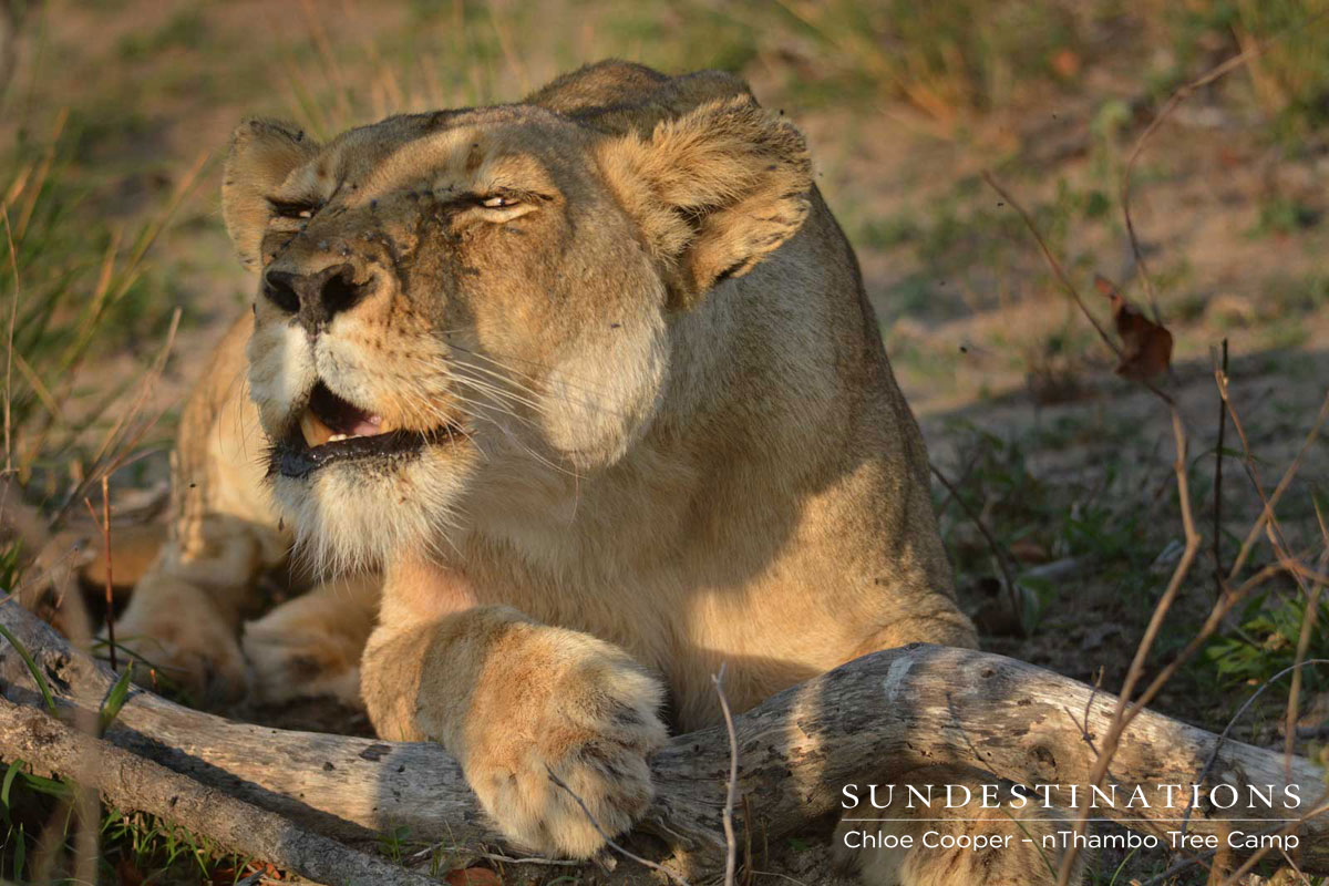 Lioness Contact Calling