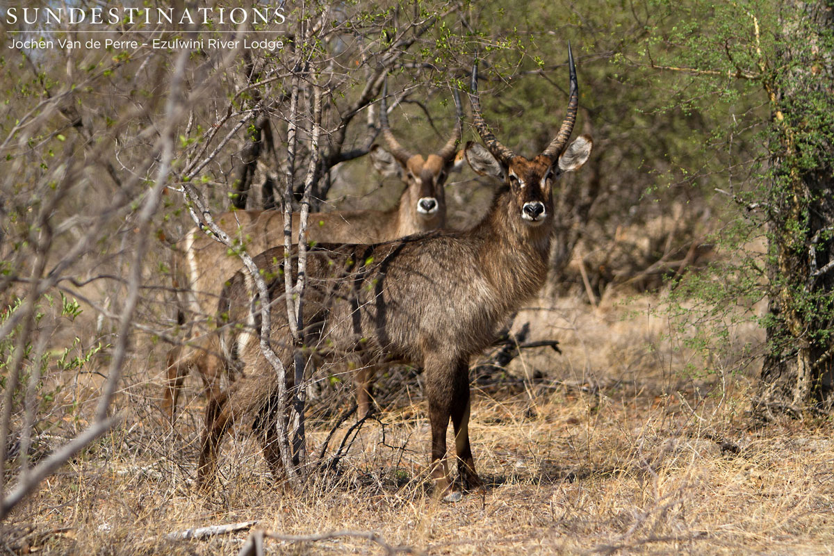 Waterbuck