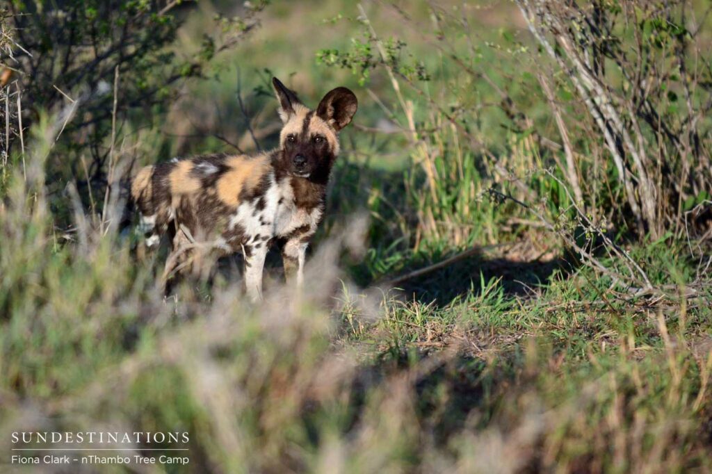 African wild dog