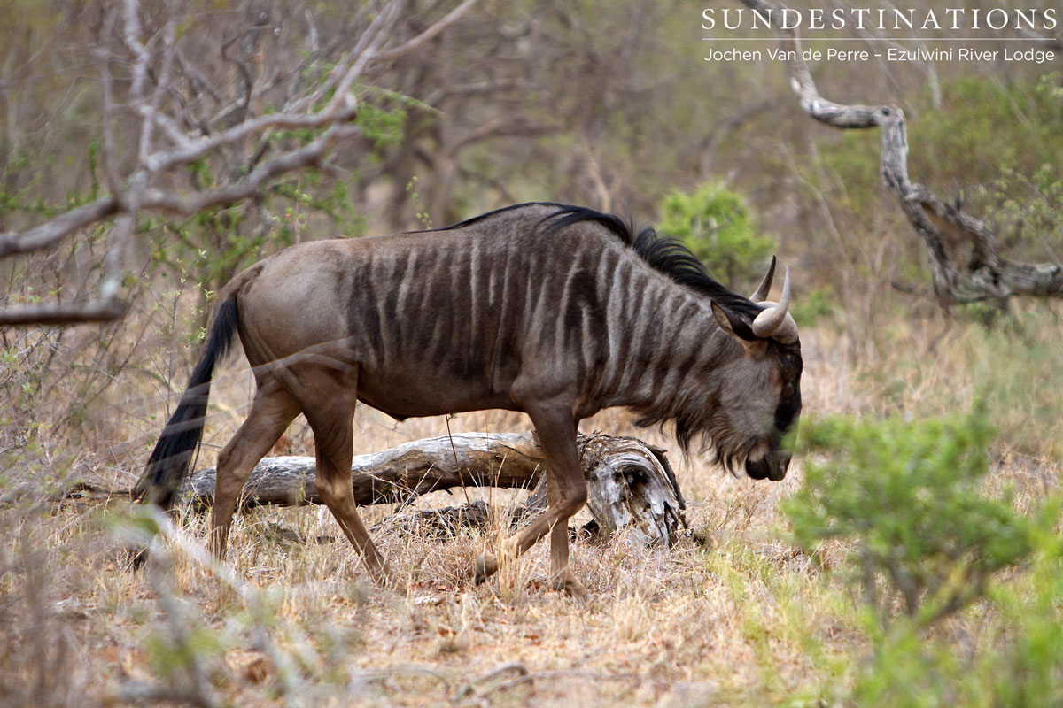 Wildebeest