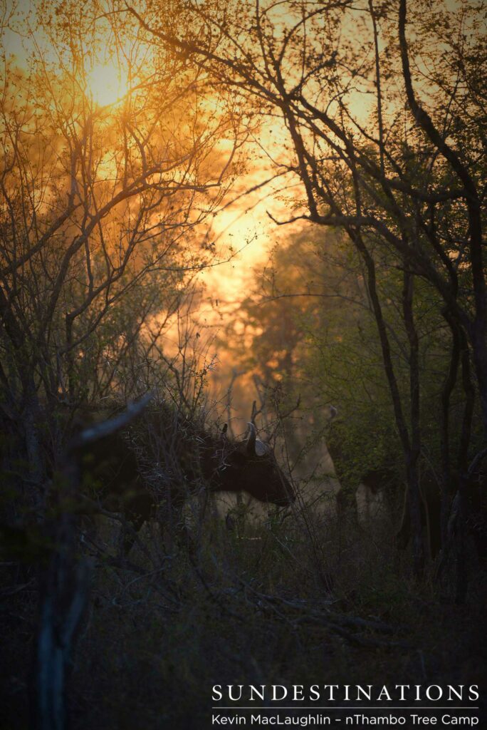 Buffalo ventures into the sunrise Buffalo ventures into the sunrise