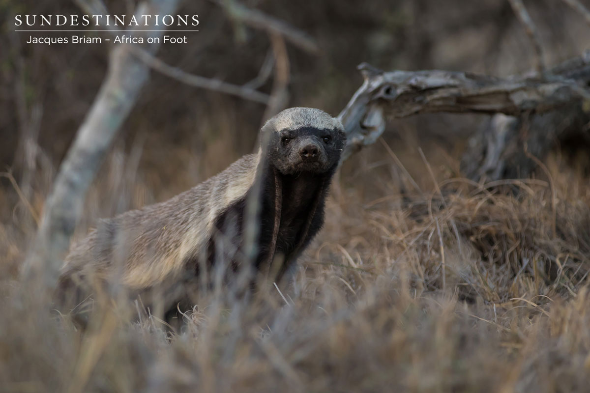 The relentless honey badger