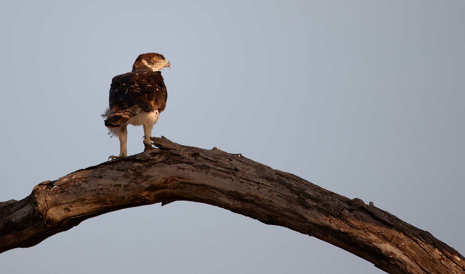 African hawk eagle African hawk eagle
