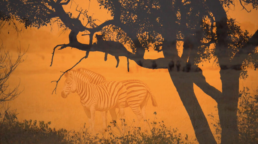 Afrika Ecco Safaris