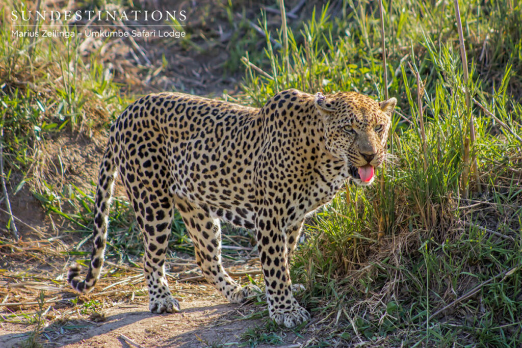 Bicycle Crossing the male leopard is often seen at Umkumbe Safari Lodge.