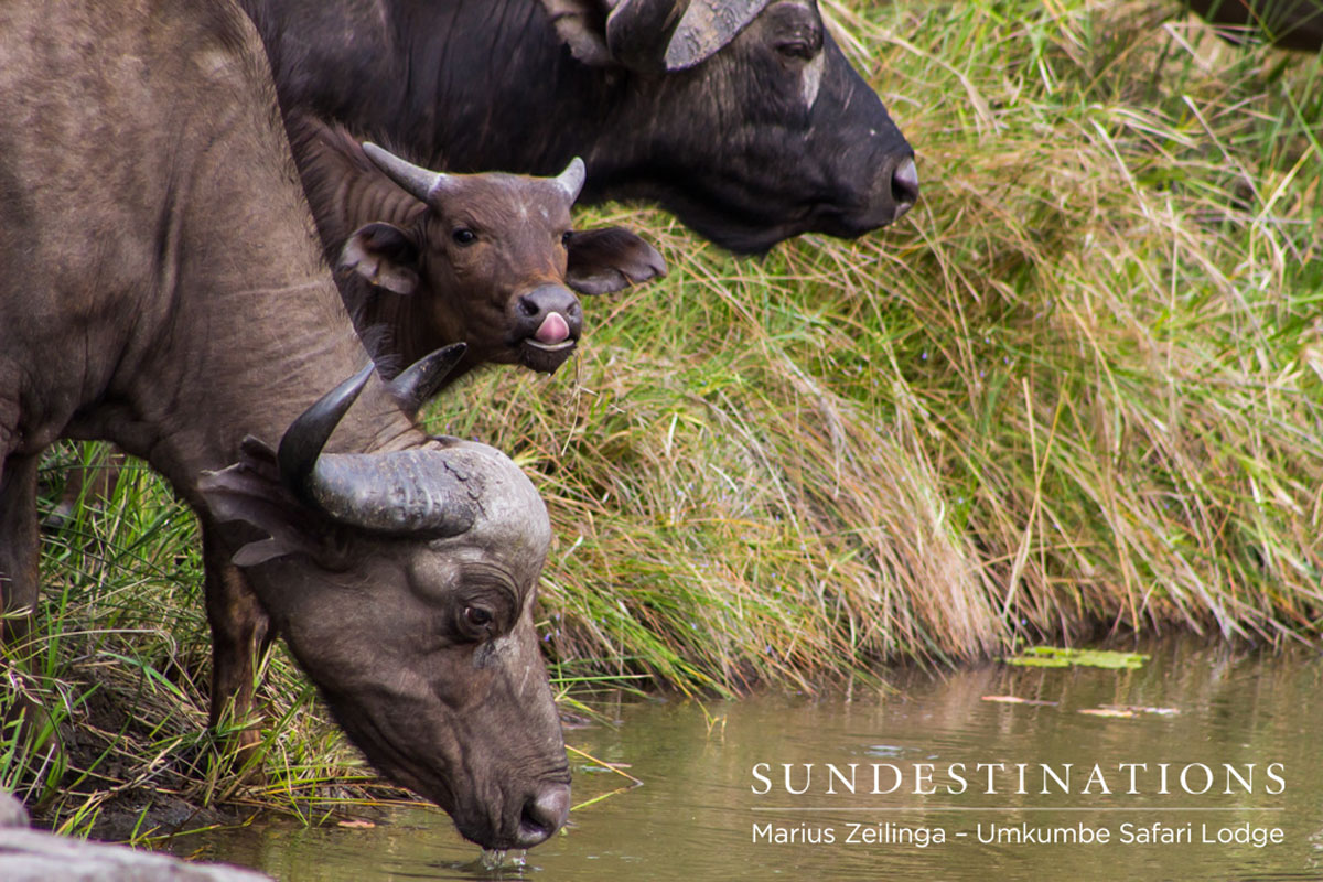 Buffalo Drinking