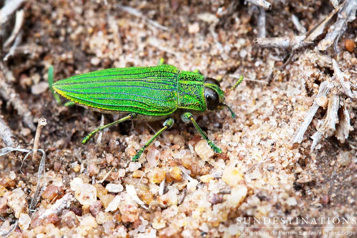Emerald Jewel Beetle