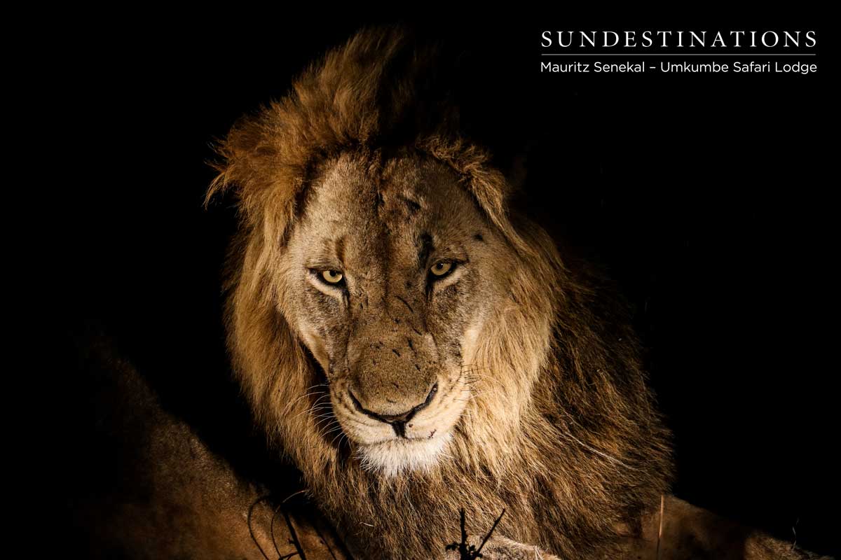 Charleston Lion