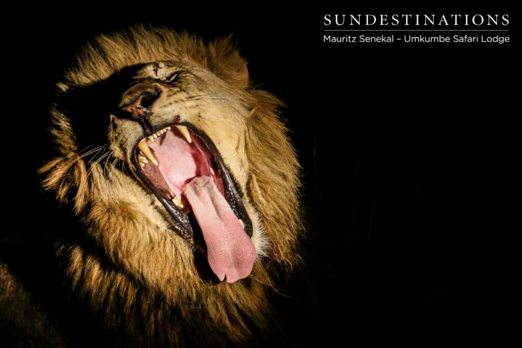 Charleston Lions