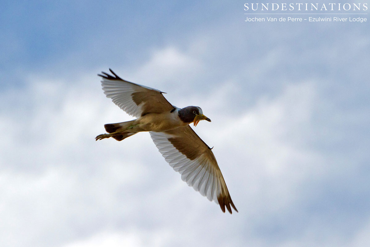 White-crowned lapwing