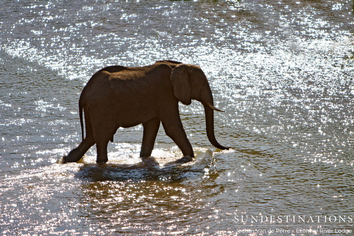 Elephant Herd Ezulwini