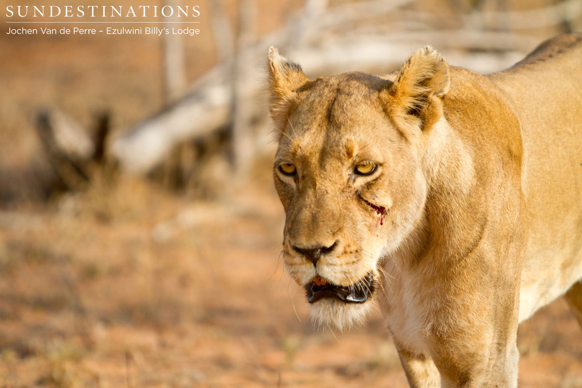 Olifants West lions at Ezulwini