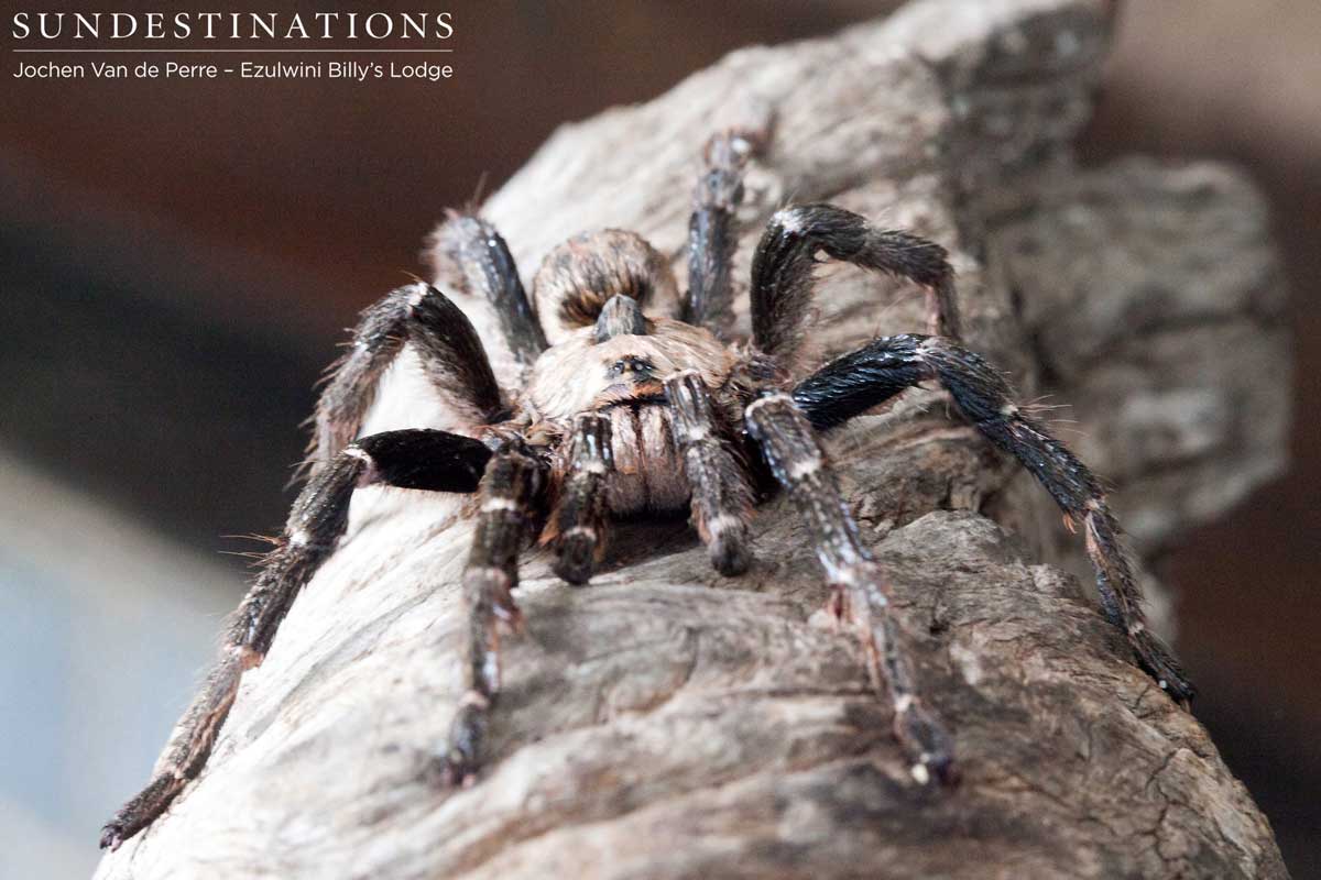 Horned Baboon Spider - Balule Horned Baboon Spider - Balule
