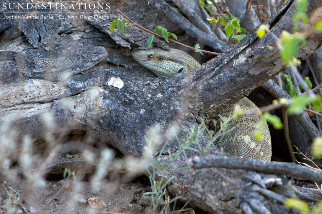 Rock monitor disguising itself at the base of a tree Rock monitor disguising itself at the base of a tree