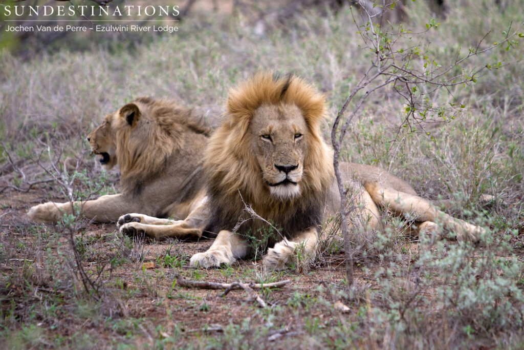 York Pride dominant male alongside subadult
