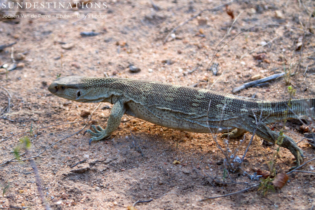 Rock monitor on the move Rock monitor on the move