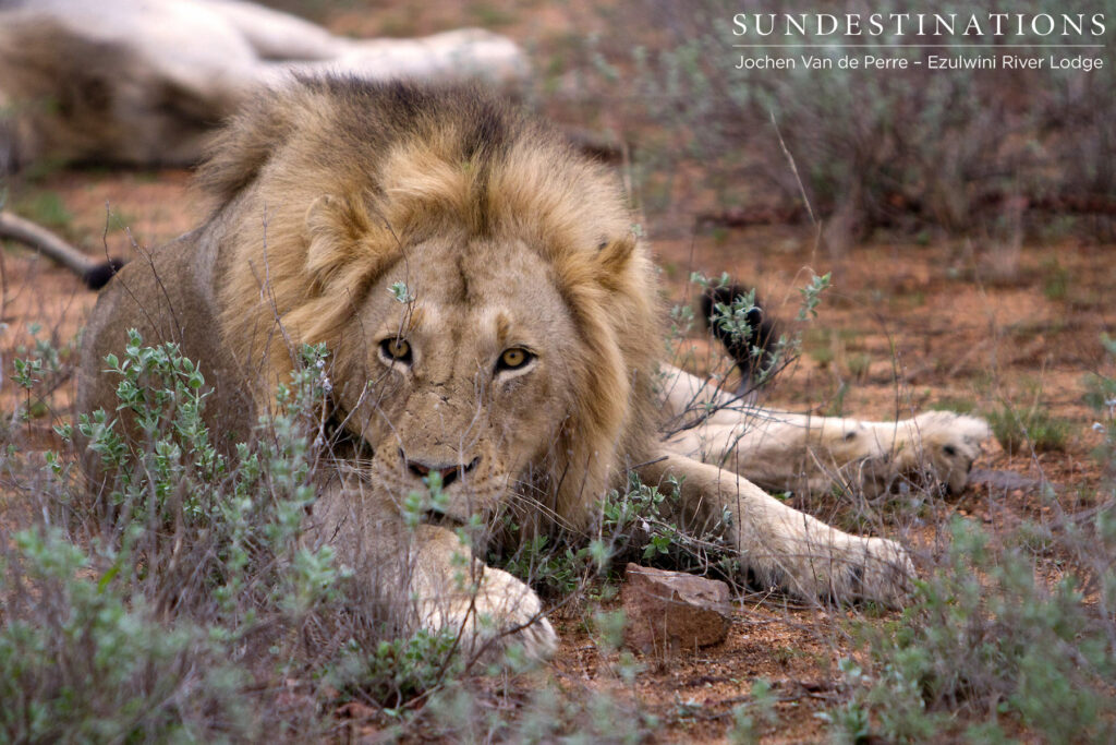 One of the York Pride adult males