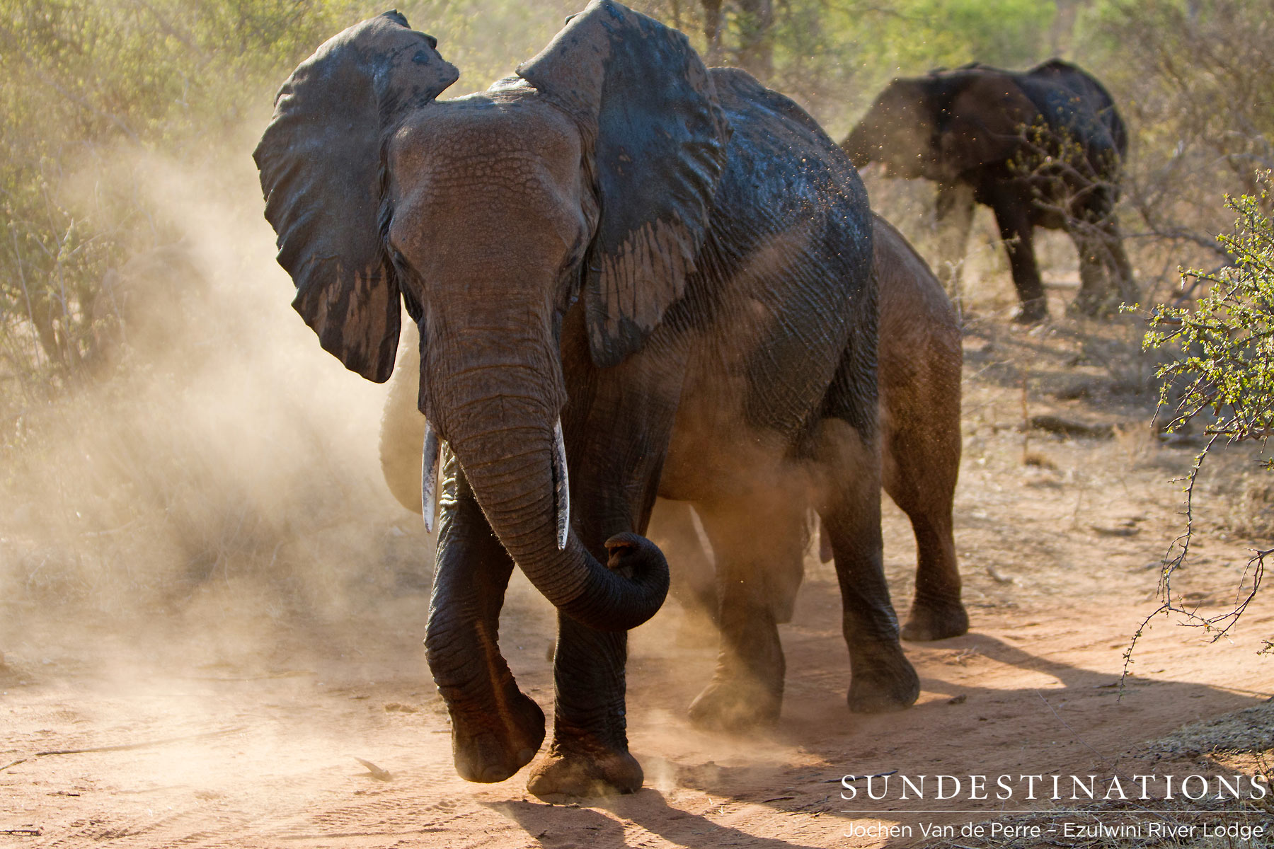 Elephant Dust Bath Elephant Dust Bath