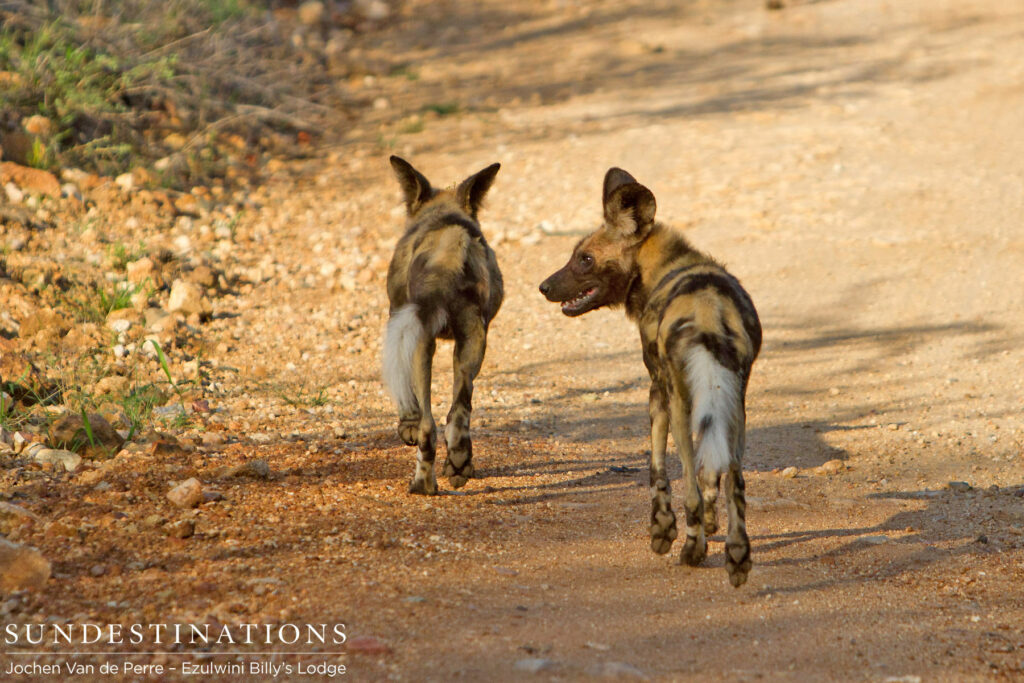 Two out of 6 wild dogs