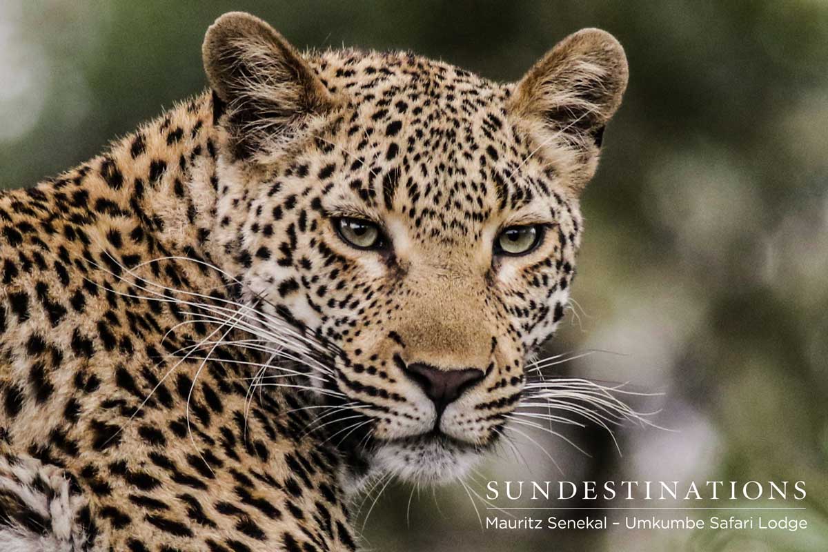 Little Bush's cub, Kigelia