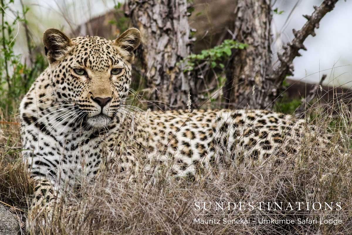 Kigelia in the Bush