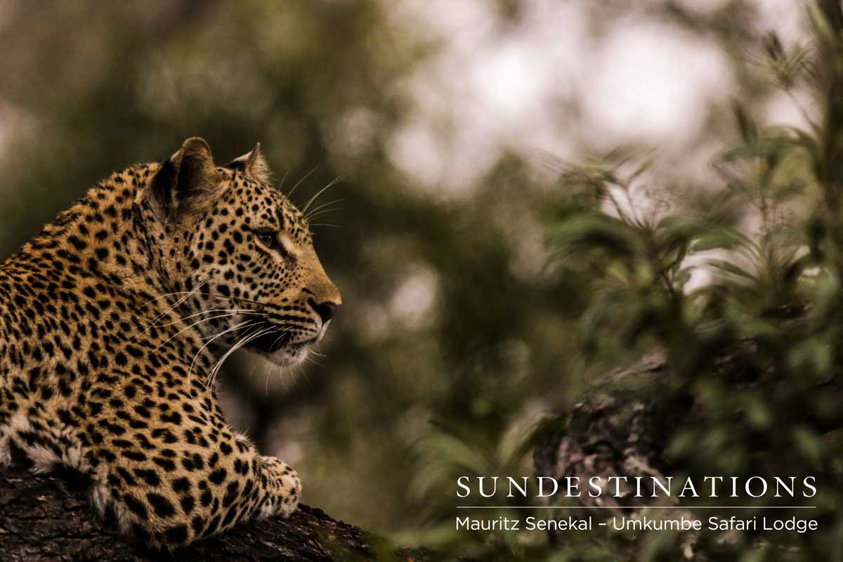 Kigelia Looking into Distance