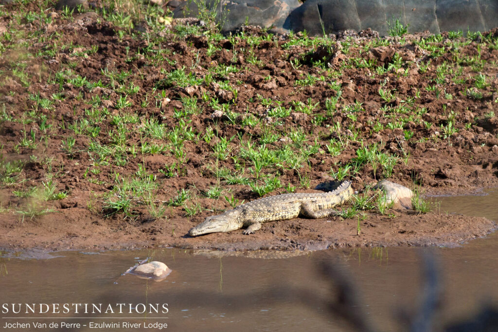 Crocodile at Ezulwini Crocodile at Ezulwini