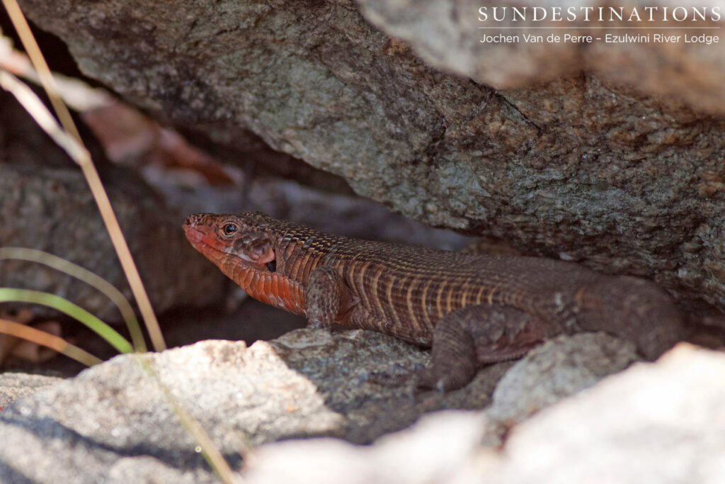 Giant plated lizard Giant plated lizard