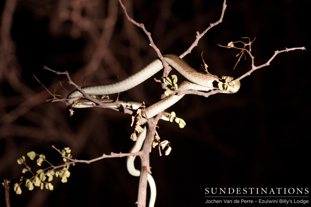 Female boomslang Female boomslang