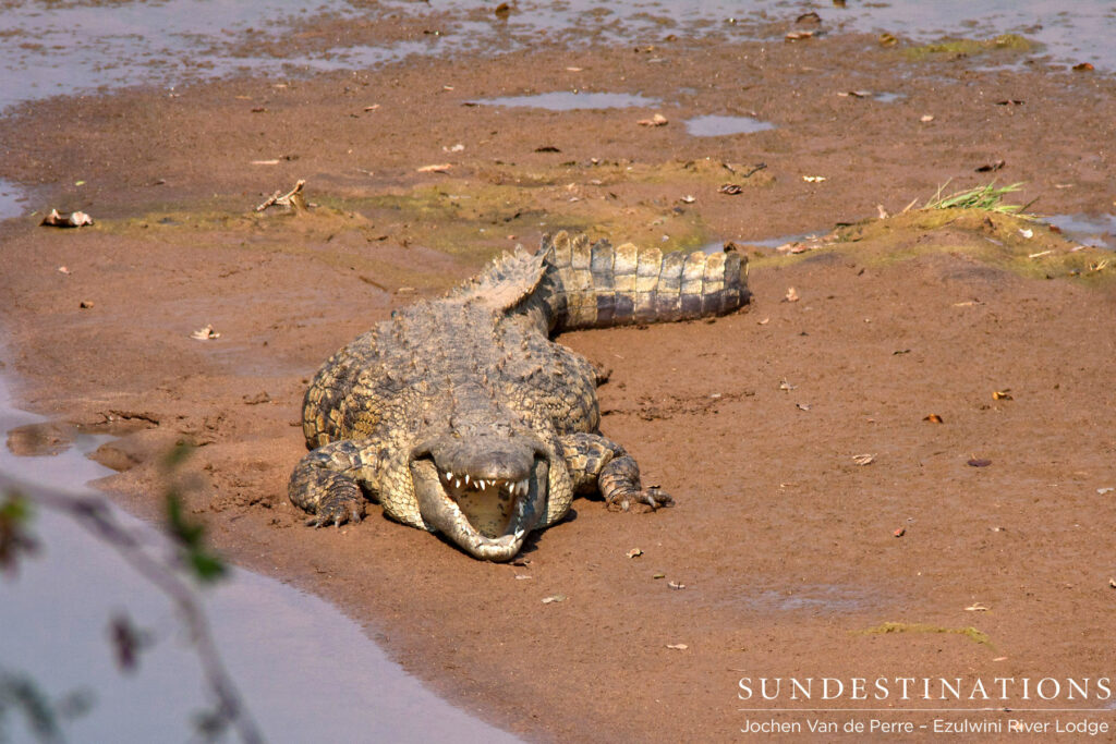 Nile crocodile basking on the riverbank Nile crocodile basking on the riverbank