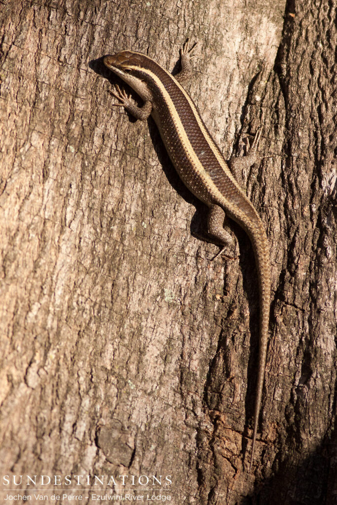 Striped skink Striped skink