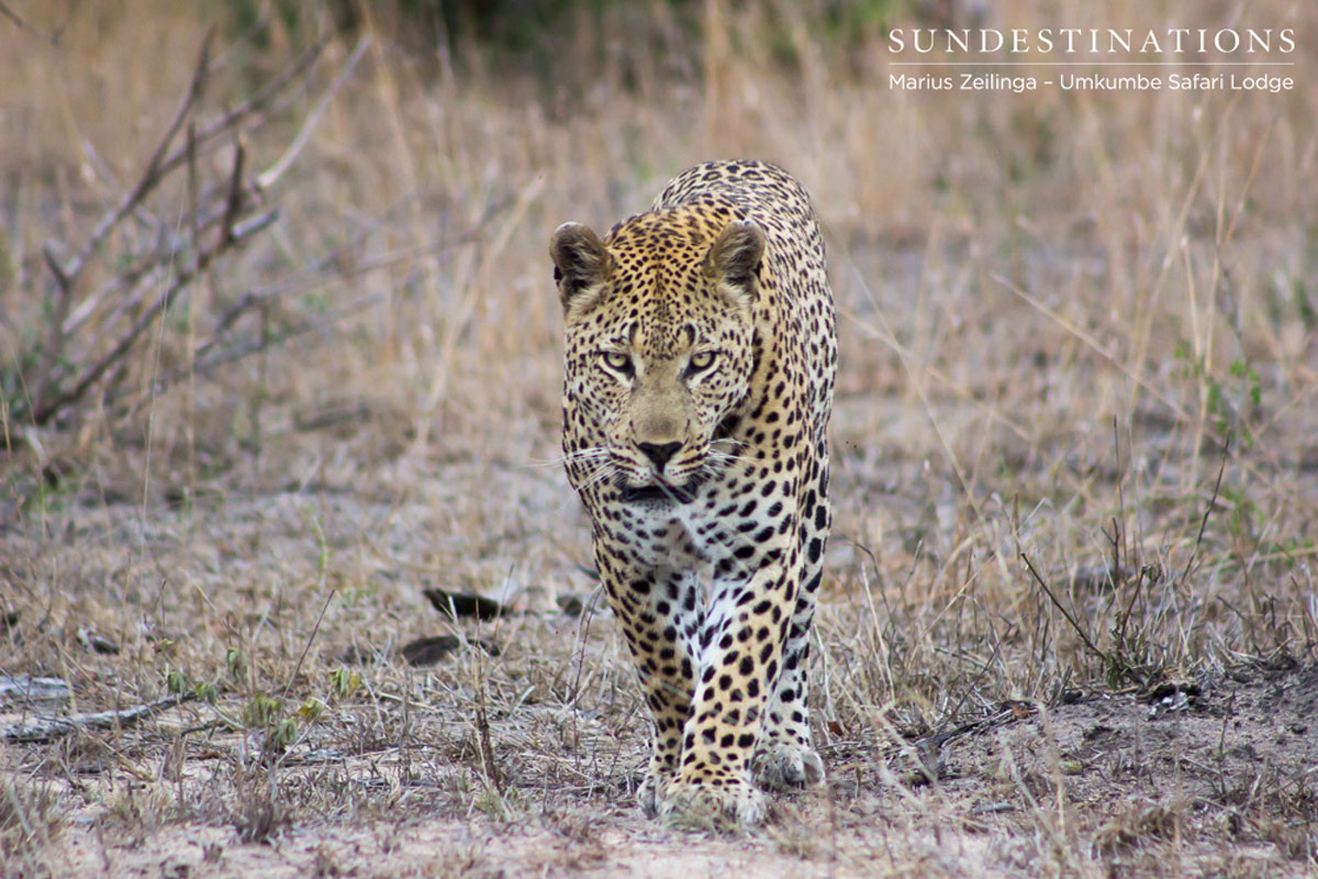 Mxabene Male Leopard