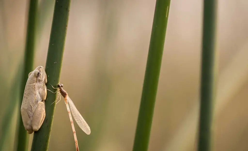 Painted reed frog and a dragon fly
