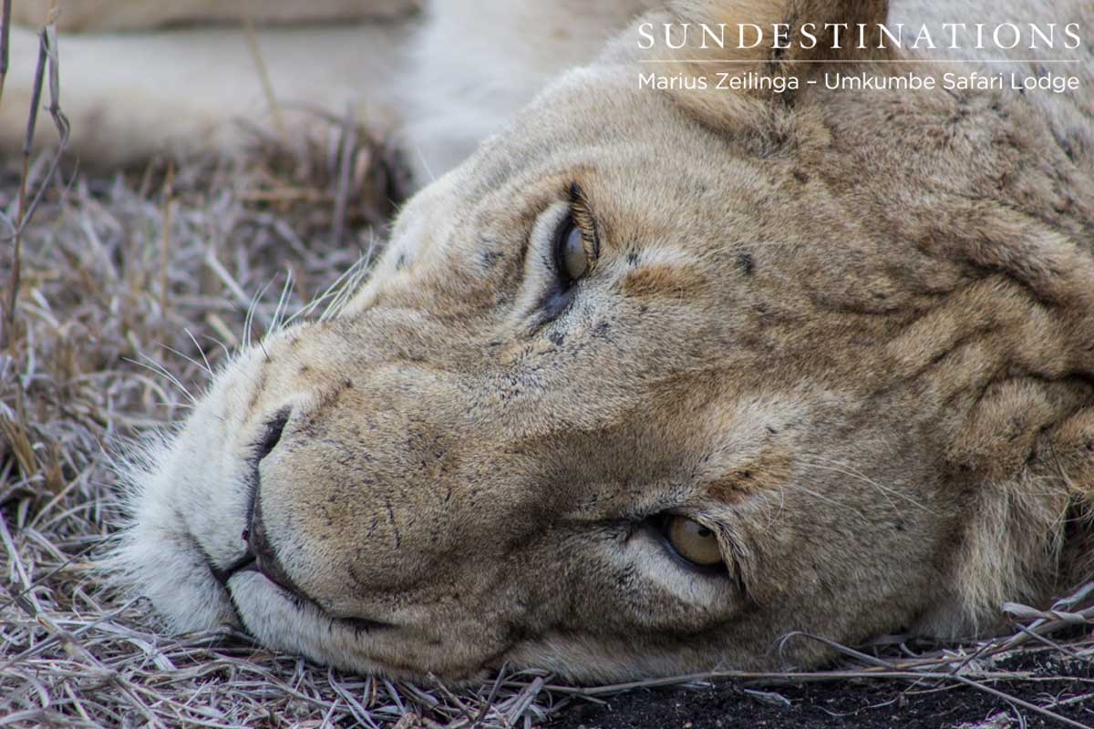 Lioness from the Southern Pride