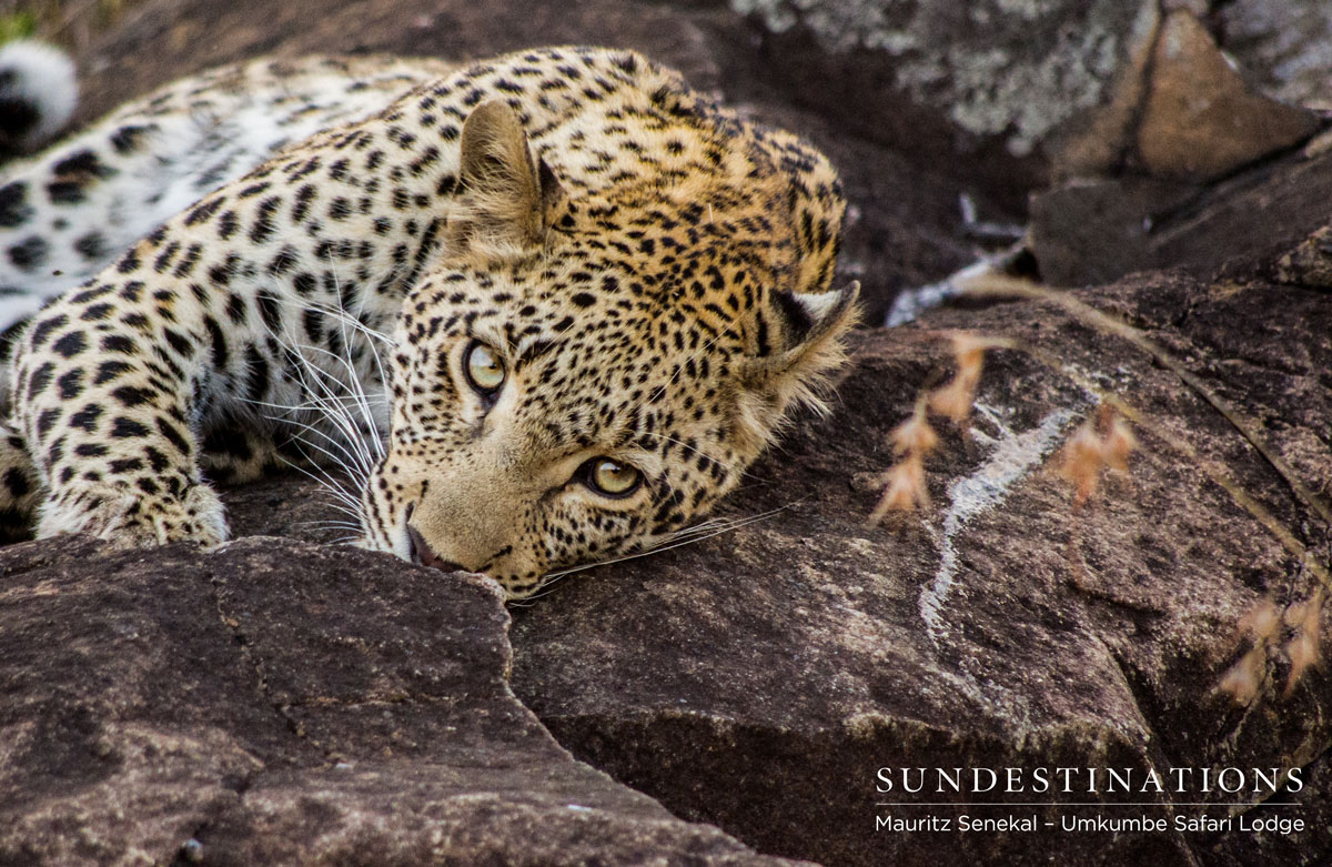 The young Kigelia leopard