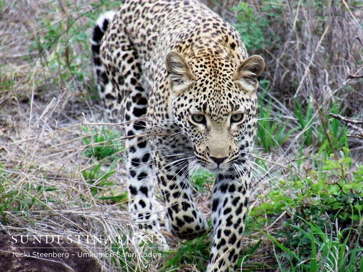 Kigelia Prowling Kigelia Prowling