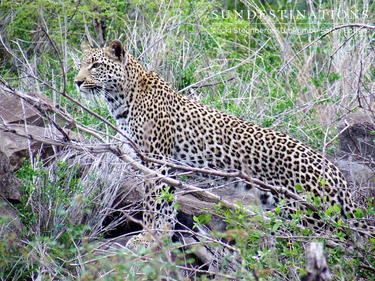 Kigelia Leopardess Kigelia Leopardess