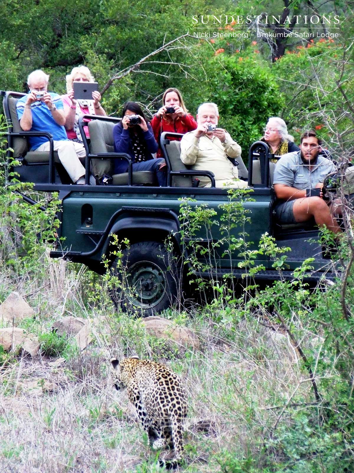 Leopard Close to Vehicle Leopard Close to Vehicle