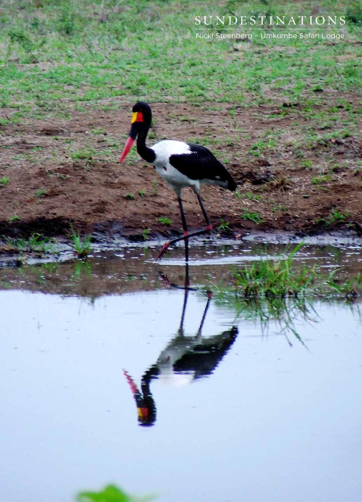Saddlie-billed Stork Saddlie-billed Stork