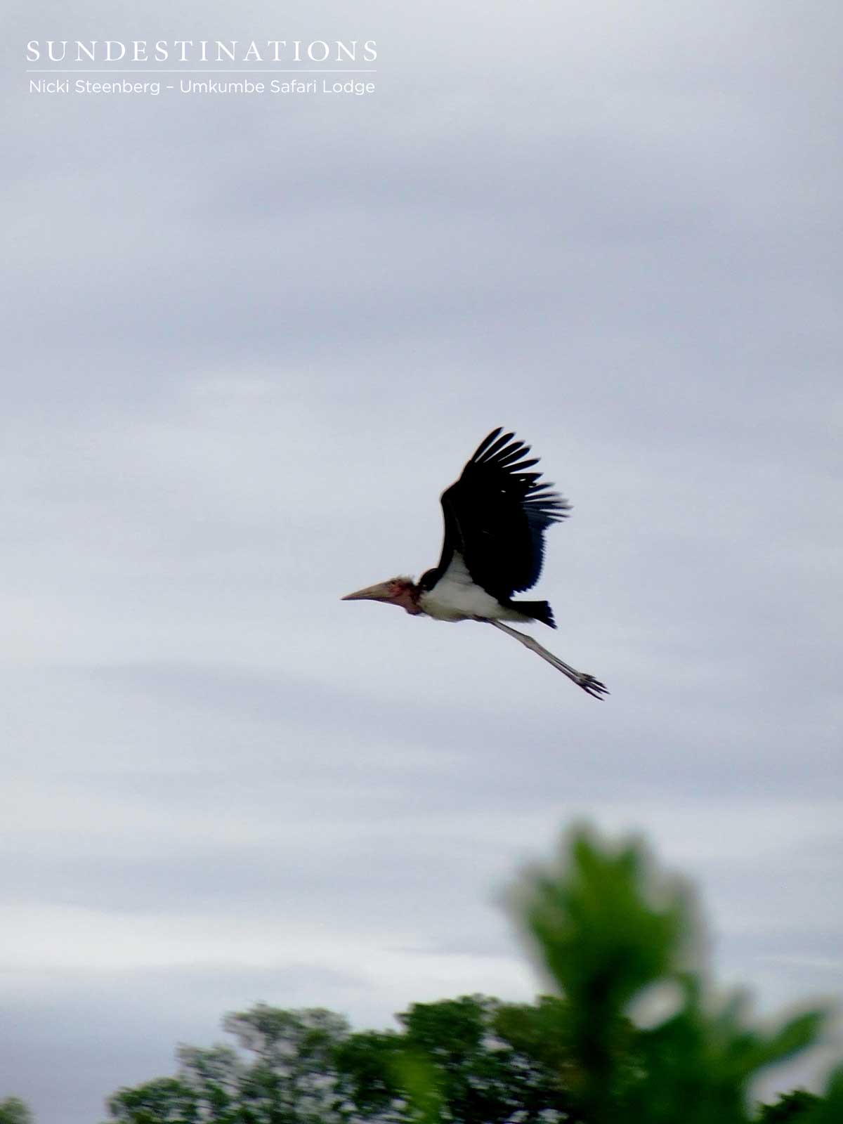 Marabou Stork Marabou Stork